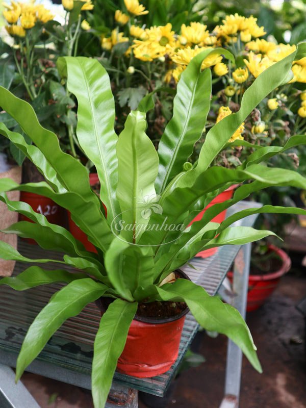 Cây Tổ Quạ – Tổ Yến