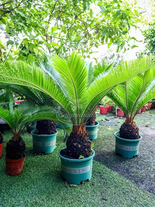 Cây Vạn Tuế Lóng 20-30cm