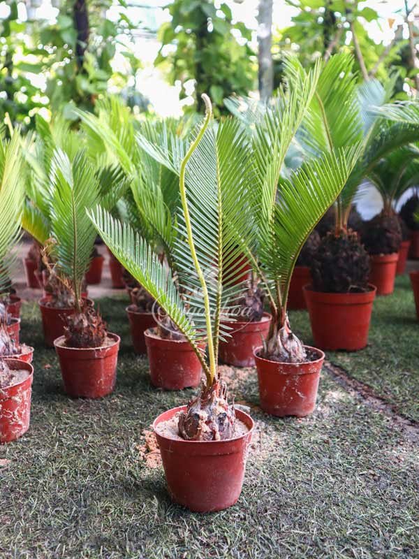 Cây Vạn Tuế Củ 3 Lá