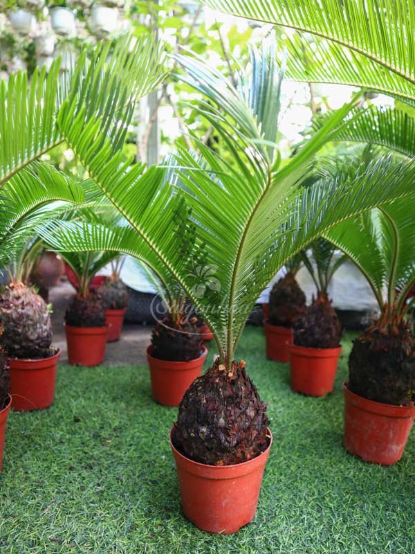 Cây Vạn Tuế Lóng 10-15cm