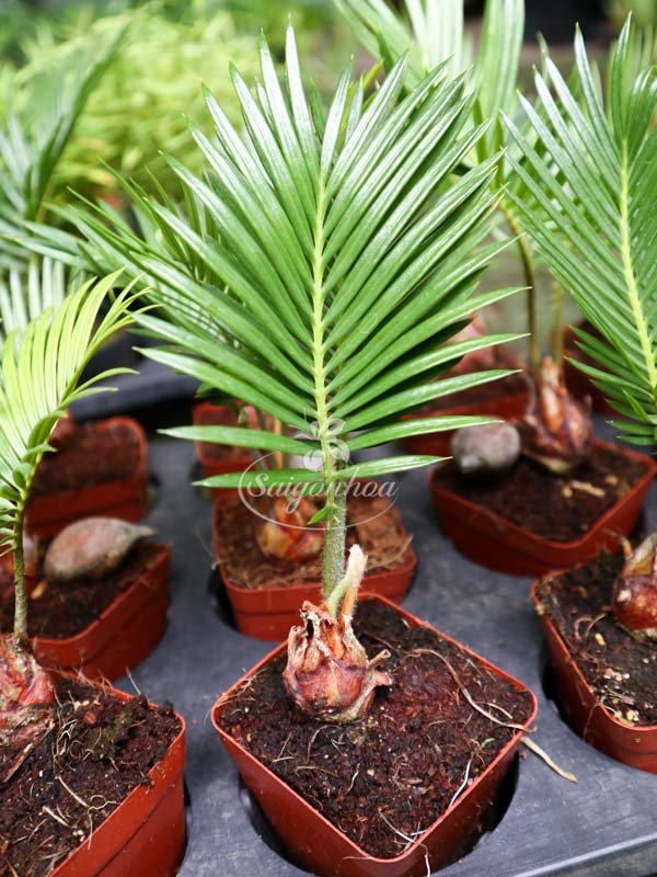 Cây Vạn Tuế Mini 2 Lá