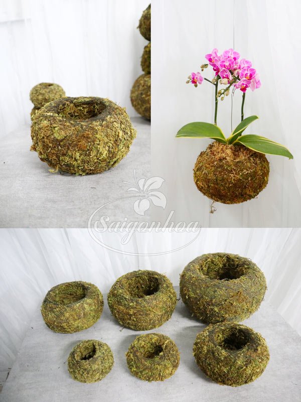 Quả Cầu Rêu Trồng Cây