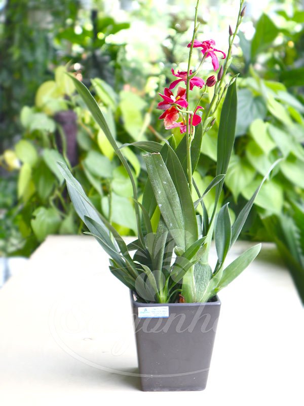 Chậu Lan Vũ Nữ Đỏ Để Bàn
