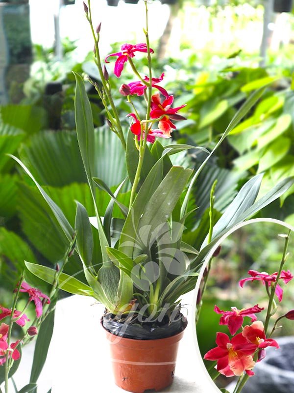 Hoa Lan Vũ Nữ Phượng Hoàng Lửa