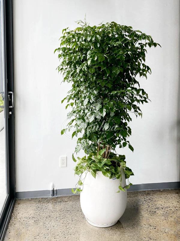 Chậu Cây Hạnh Phúc Nội Thất
