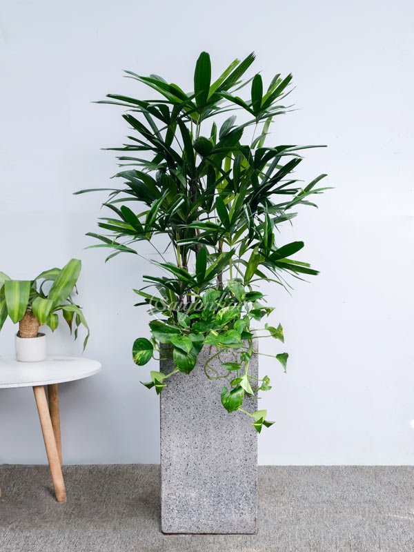 Chậu Cây Mật Cật