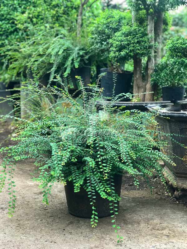 Cây Sơn Liễu Thái Col Tròn