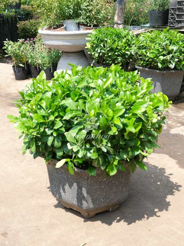 Chậu Cây Ắc Ó Col Tròn