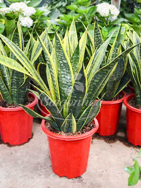 Cây Lưỡi Hổ Hoàng Kim