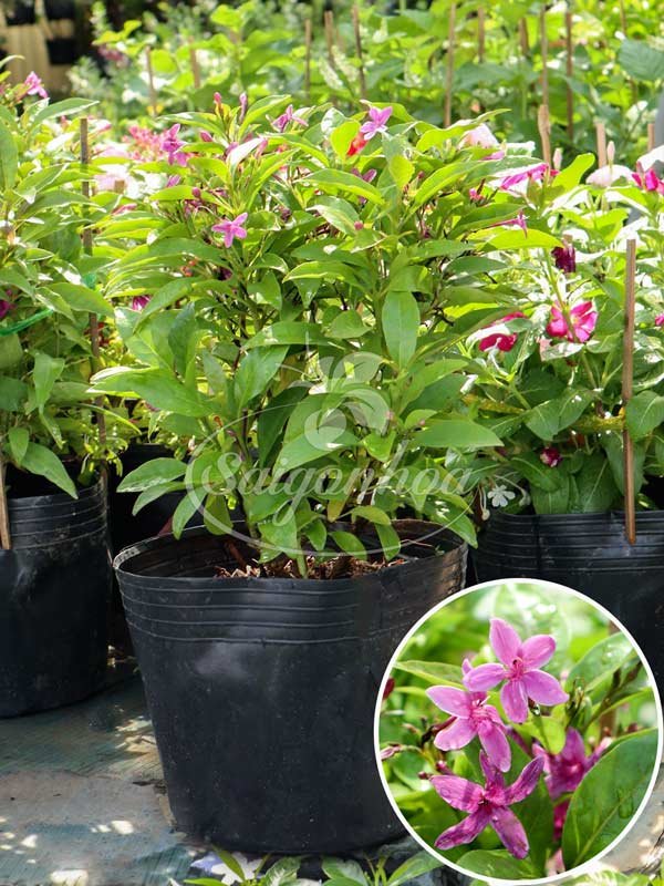 Cây Mai Chỉ Thiên Hoa Tím