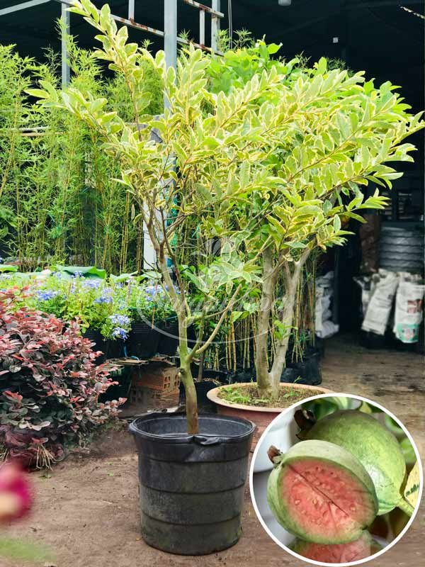 Cây Ổi Cẩm Thạch