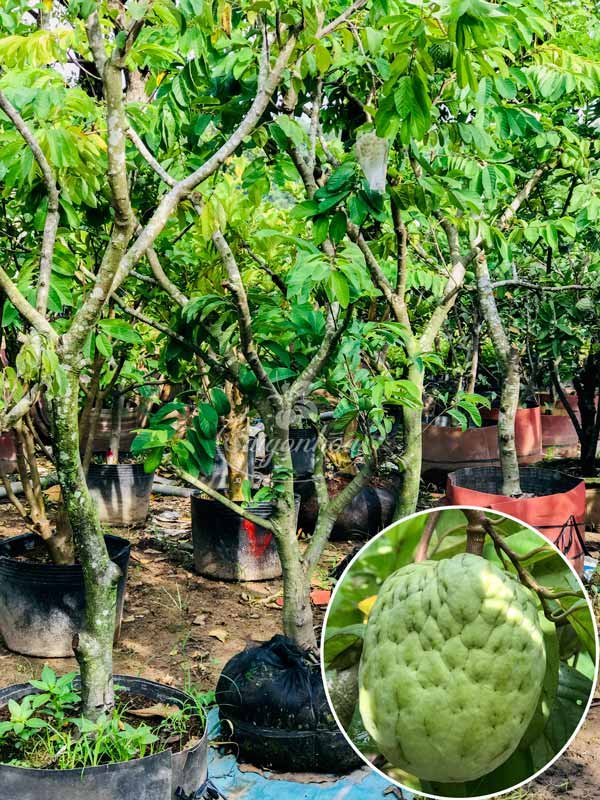 Cây Mãng Cầu Na Đài Loan