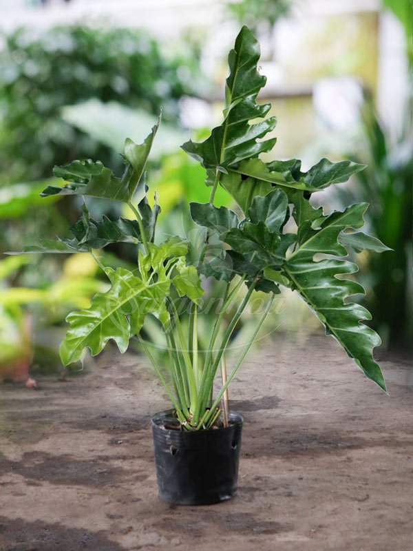 Cây Thaumatophyllum Soledad