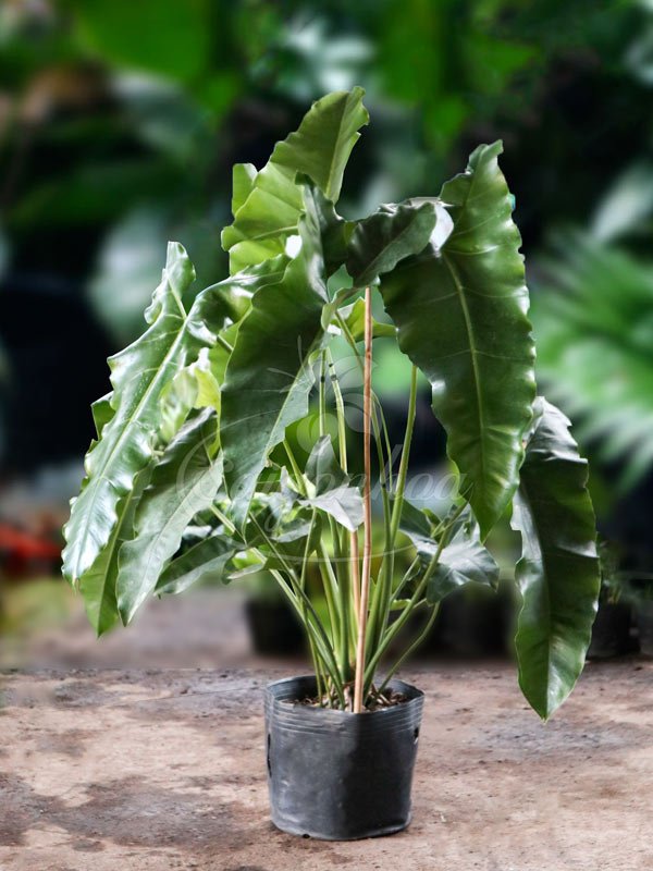 Cây Philodendron Stenolobum