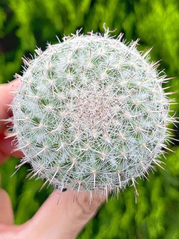 Xương Rồng Bánh Sinh Nhật