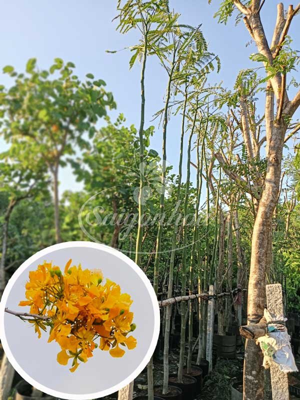 Cây Phượng Vàng