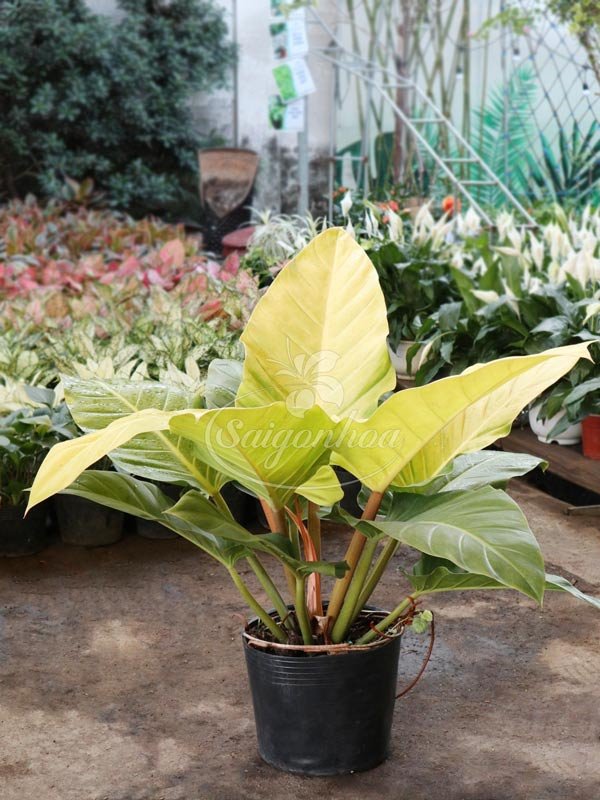 Cây Đại Hoàng Đế