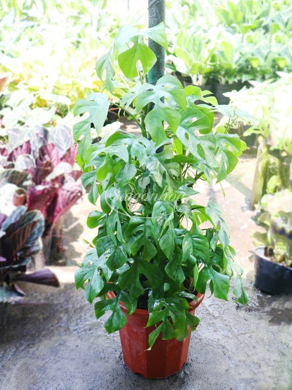 Cây Trầu Bà Mon Thái Leo Cột