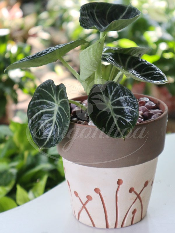 Chậu Môn Hắc Thiên Nga Để Bàn