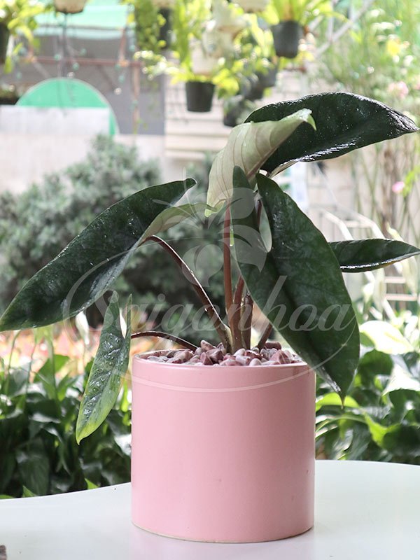 Chậu Môn Thanh Đao Để Bàn