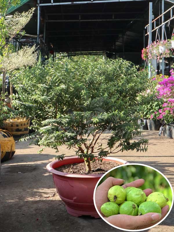 Cây Ổi Sẻ Lá Rí