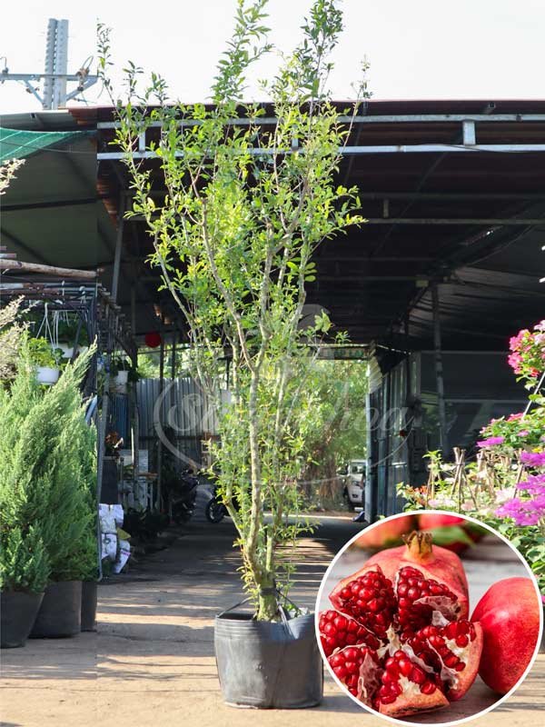 Cây Lựu Đỏ Ấn Độ