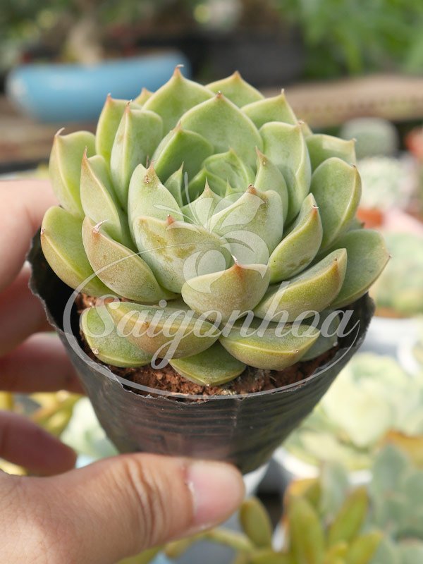 Sen Đá Size Bầu