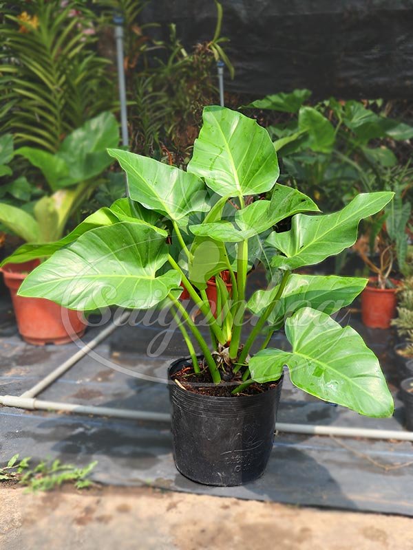 Cây Đại Hoàng Phú (Philodendron Giganteum)