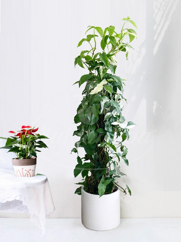 Chậu Cây Trầu Bà Thanh Vân Leo Cột
