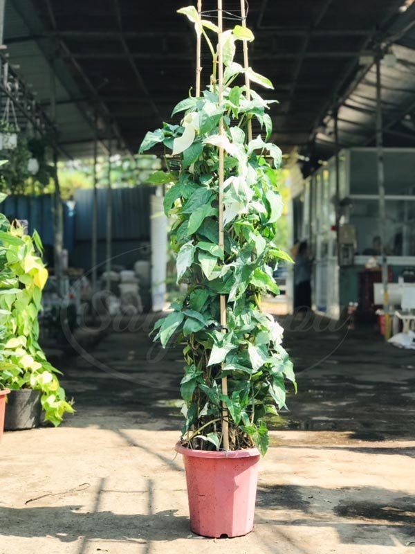 Cây Trầu Bà Thanh Vân Leo Cột