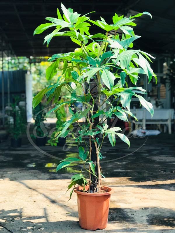 Cây Trầu Bà Cánh Én Leo Cột