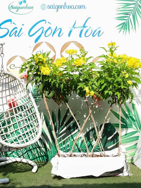 Bộ Tường Rào Hoa Huỳnh Liên