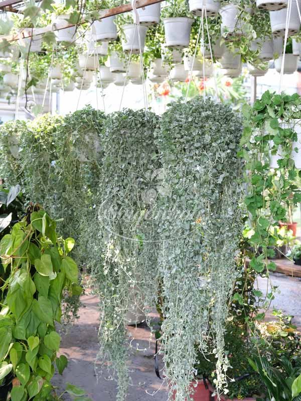 Cây Lá Bạc Chậu Treo