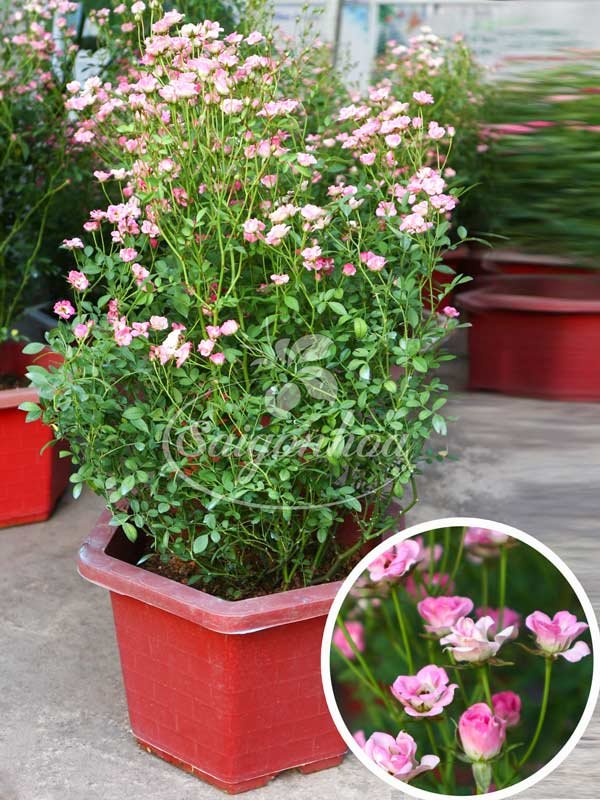 Hoa Hồng Pink Pong