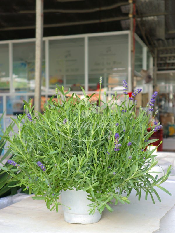 Hoa Lavender