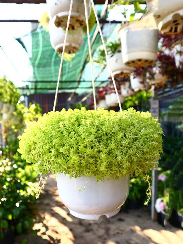 Cây Sen Đá Sedum Chậu Treo