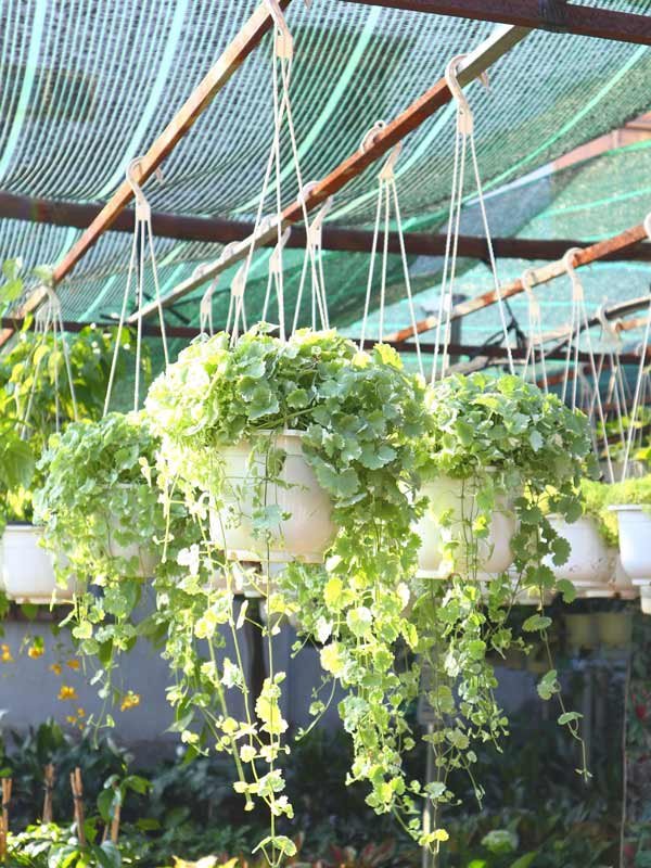 Cây Rau Má Cẩm Thạch Chậu Treo