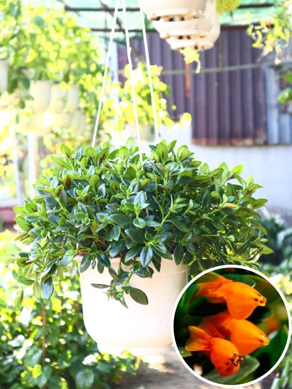 Cây Cá Vàng Chậu Treo