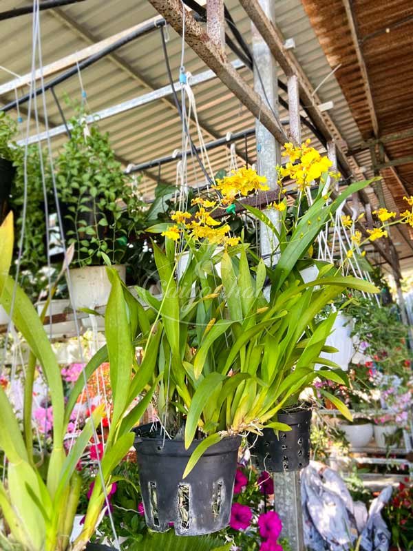 Hoa Lan Vũ Nữ Chậu Treo
