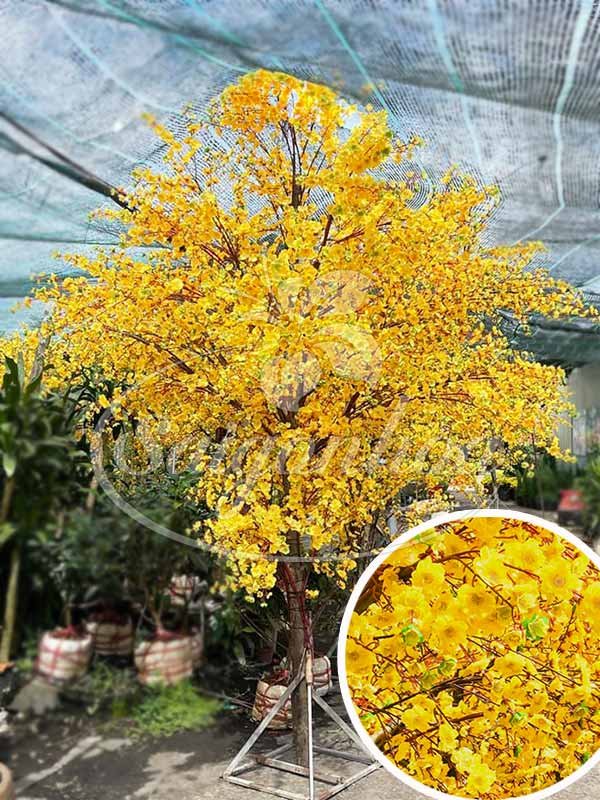 Cây Hoa Mai Trang Trí Tết