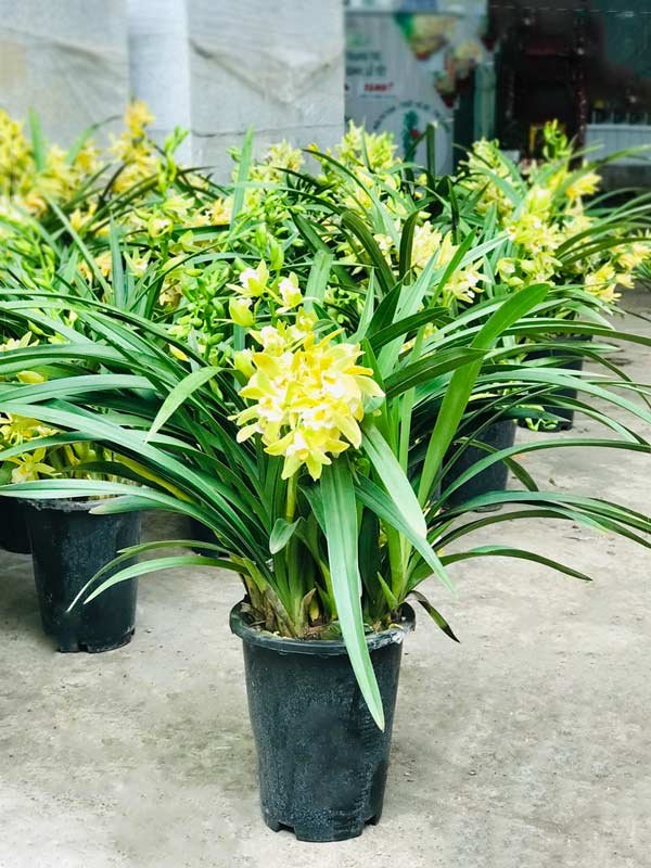 Cây Địa Lan Trang Trí Tết