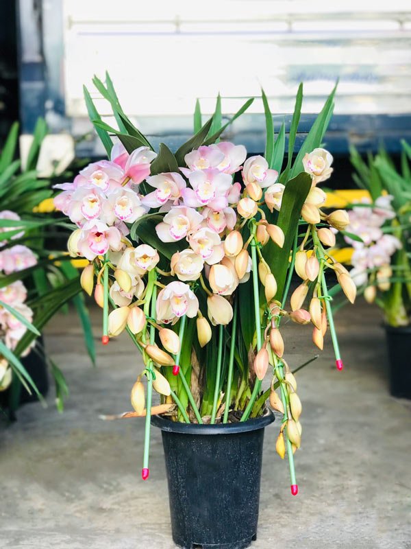 Cây Địa Lan Sato