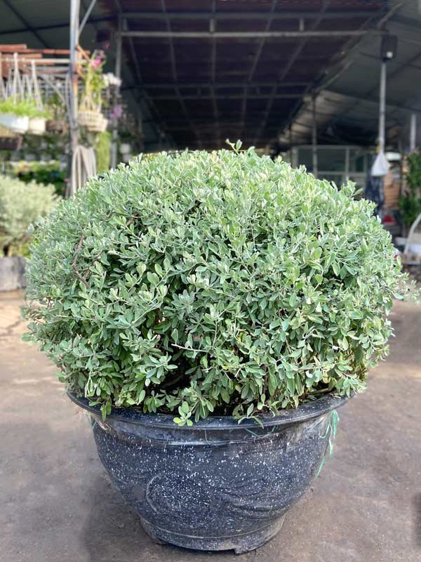 Cây Tuyết Sơn Phi Hồng Col Tròn
