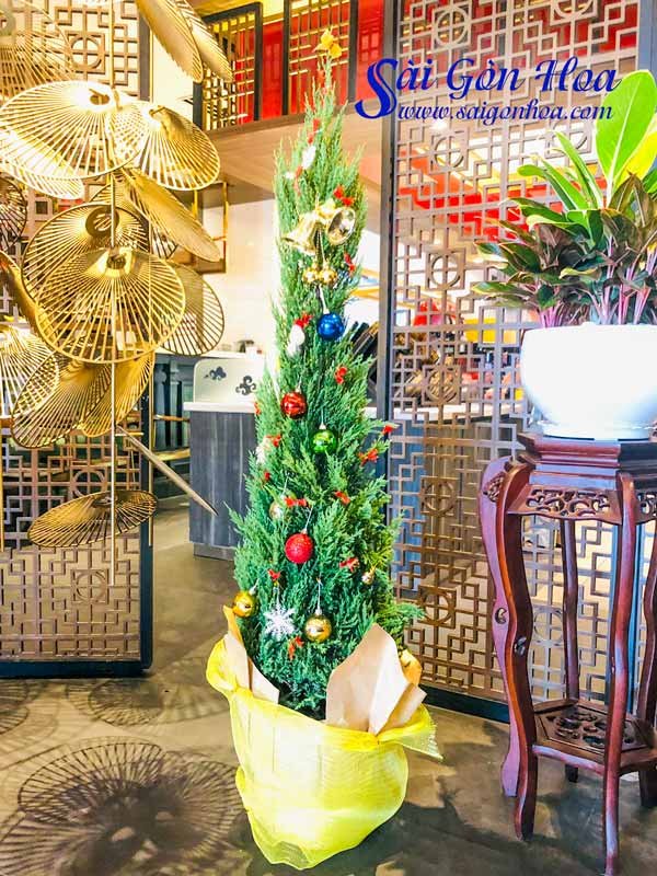 Cây Tùng Bút Trang Trí Noel Loại Lớn