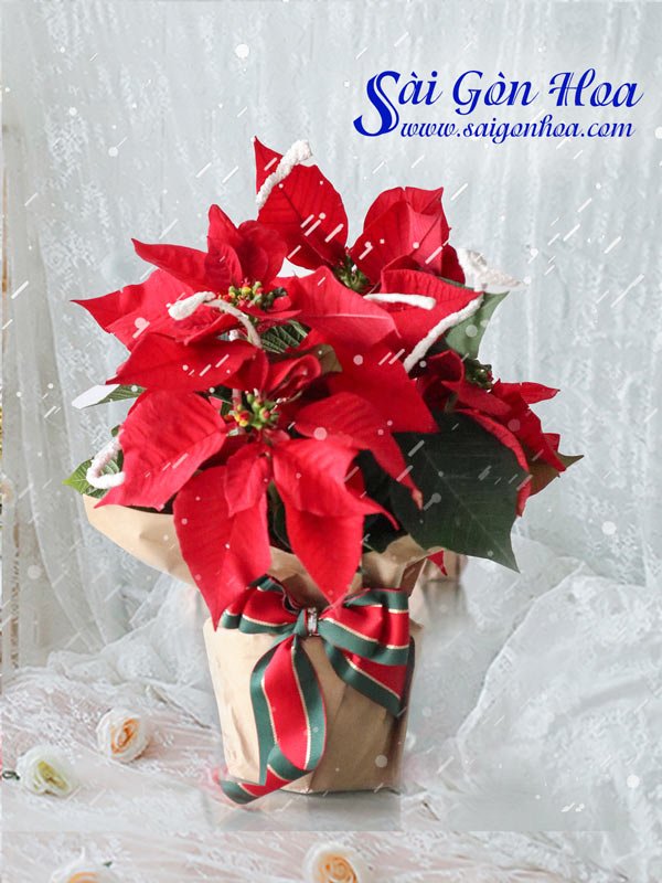 Cây Trạng Nguyên Quà Tặng Noel