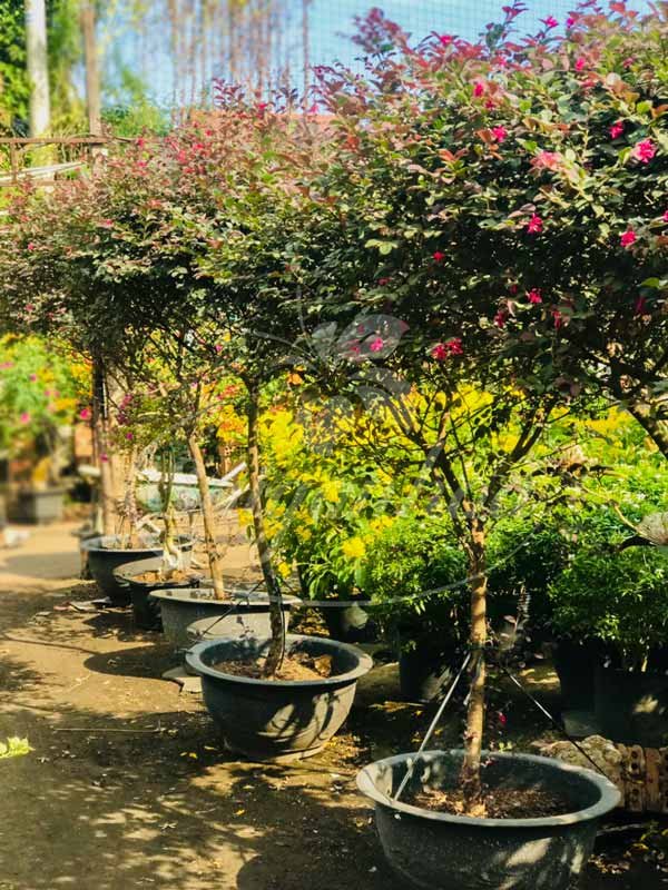 Cây Hồng Phụng Tán Tròn