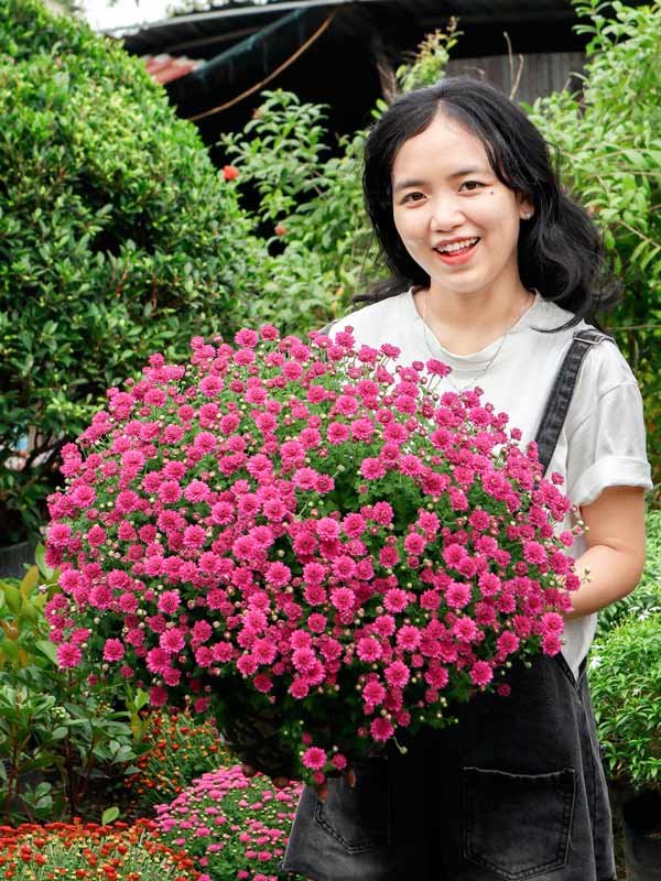 Cúc Mâm Xôi Hàn Quốc