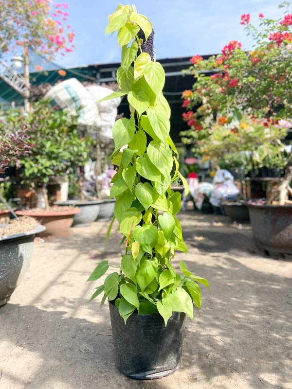 Cây Trầu Bà Vàng Lá Tim Leo Cột