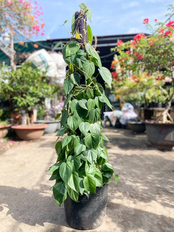 Cây Trầu Bà Xanh Lá Tim Leo Cột