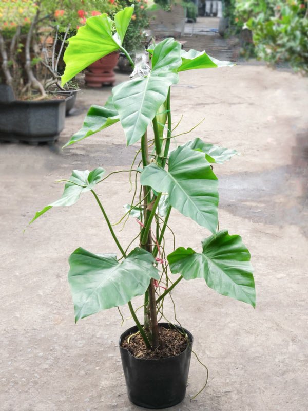 Cây Trầu Bà Subin